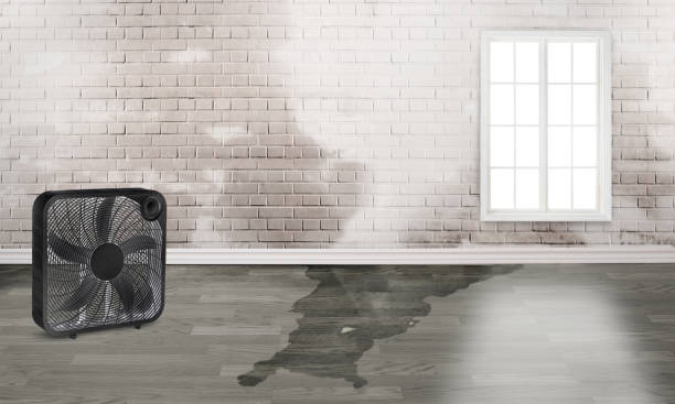 Best Flood restoration services  in Lewisburg, TN